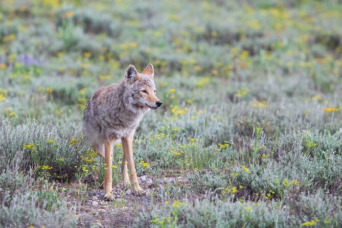 Yellowstone Wildlife Safari From Bozeman - Private Tour - The Sum Up