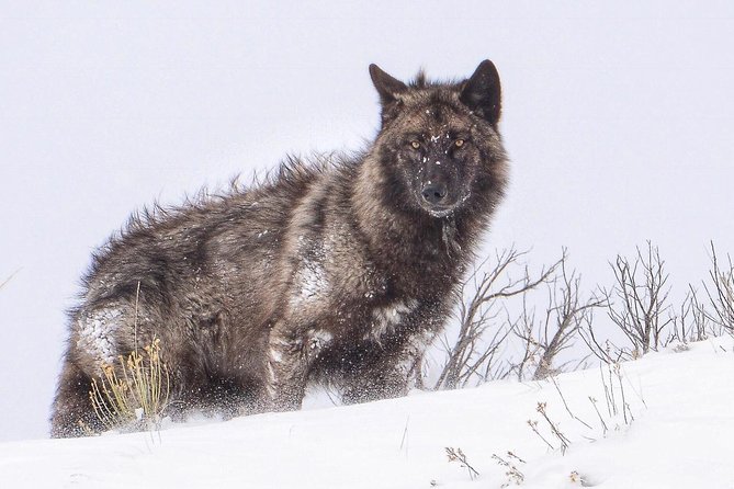 Yellowstone Winter Wildlife 4-Day Tour  - Gardiner - Directions
