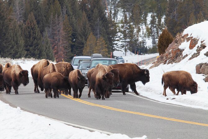 Yellowstone Winter Wildlife Safari From Bozeman - Private Tour - What to Bring
