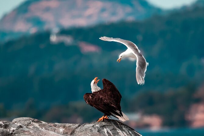 Zodiac Marine Wildlife Excursion From Victoria - Stellar Reviews From Satisfied Customers