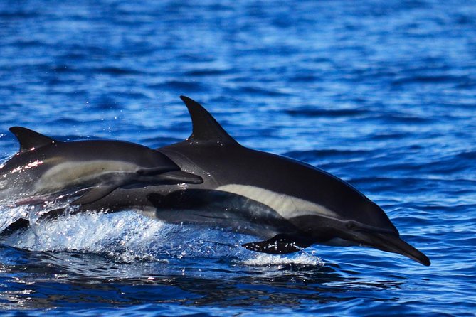 Zodiac Whale Watching Adventure - Incl FREE Photos & Whale Sightings Guarantee - Common Questions