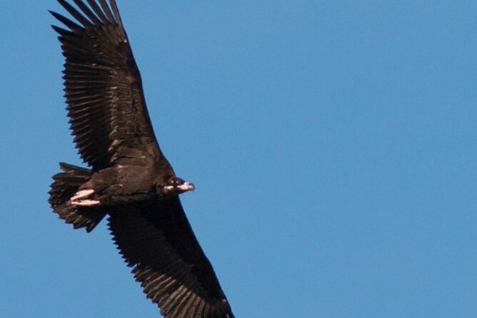 8-Day Birds of the Iberian Border Tour From Seville - Good To Know