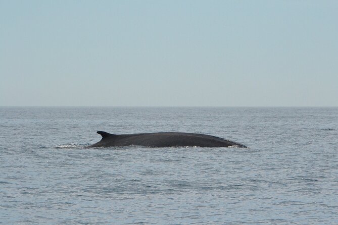 8-Hour Whale Watching in Barcelona - Good To Know