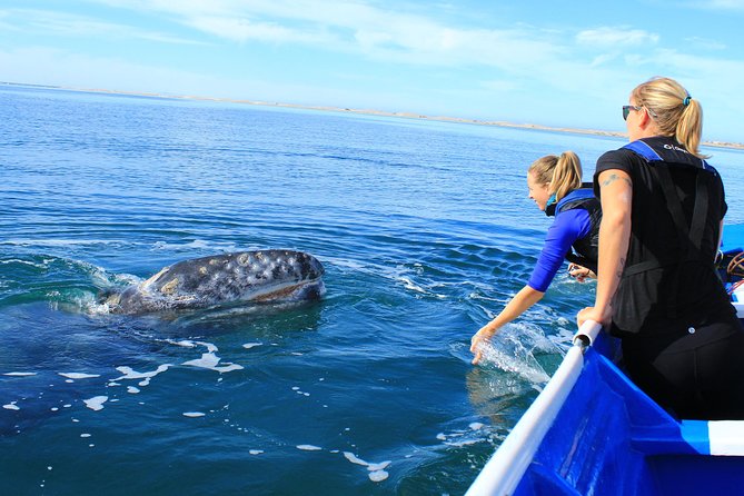 2-Day Magdalena Bay Gray Whale Van Tour - Common Questions