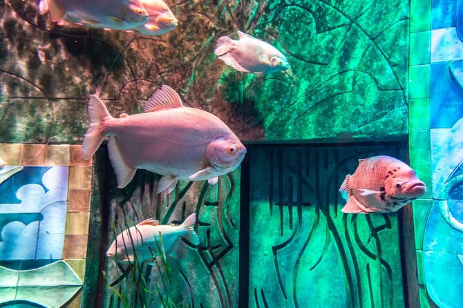 3-Hour the Lost Chambers Aquarium Tickets With Pick and Drop off - Cancellation Policy for Ticket Refunds