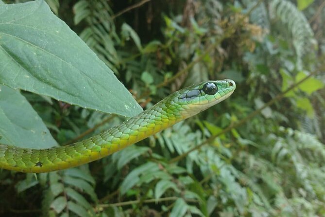 5-Days Private Manu Jungle Tour With Waterfalls and Hot Springs - Common Questions