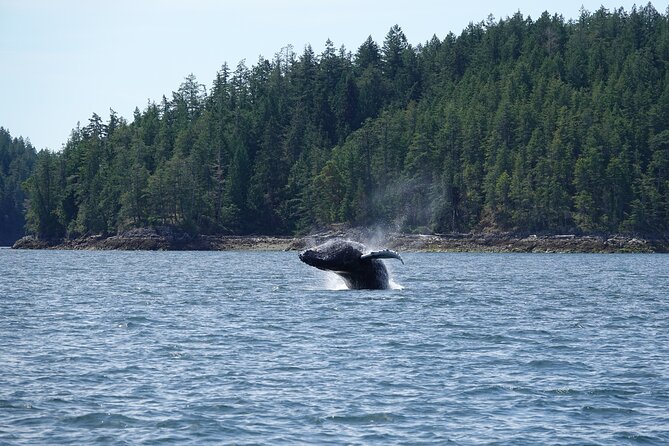 6 Hour Zodiac Whale Watching Tour - Common Questions