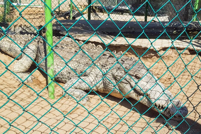 Acapulco Beach Horseback Riding Tour With Baby Turtle Release - Common Questions