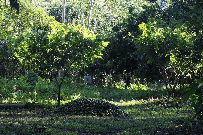 Amazon Shelter And Local Farm - Location and Accessibility