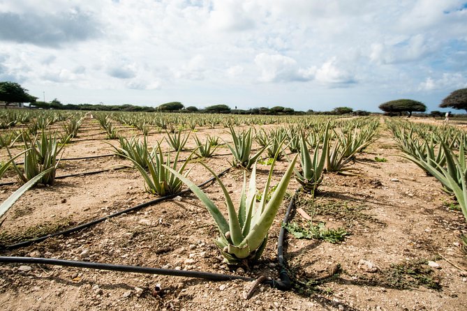 Aruba: Natural Bridge, Alto Vista, Aloe Factory, Ostrich Farm  - Oranjestad - Positive Reviews and Recommendations