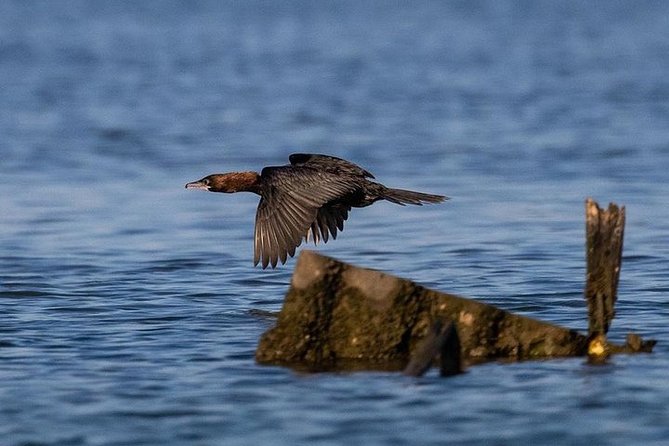 Birdwatching by Boat in a Small Group in the Pialassa Baiona - The Sum Up