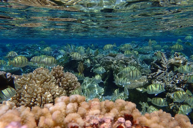 Bora Bora Lagoon Snorkeling Tour by Private Boat - Cancellation Policy