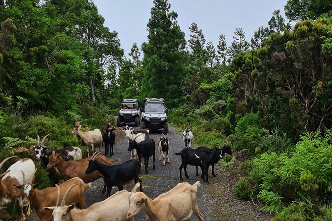 BUGGY TOUR - West / Center of the Island (Off-Road) - Common Questions