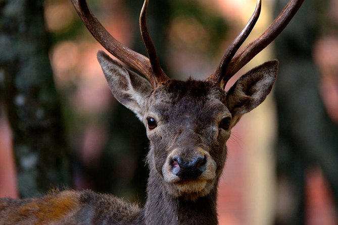 Cagliari: Is Cannoneris Nature Reserve Jeep and Walking Private Tour From Chia - Cancellation Policy
