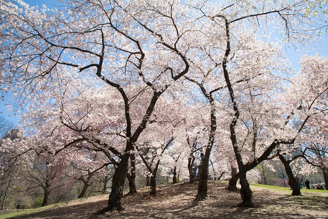 Central Park Photography Tour With Local Photographer - Common Questions