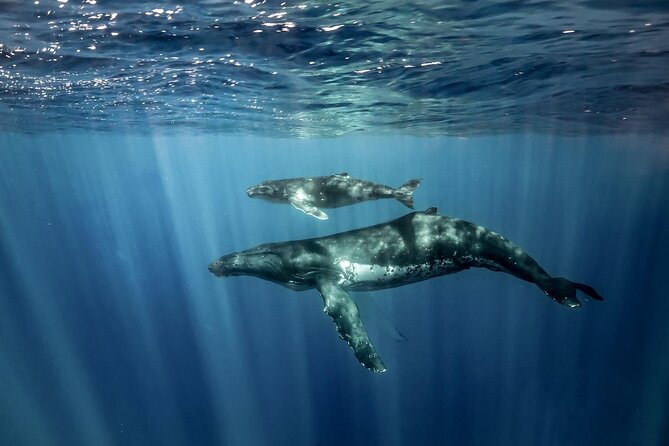 Coastline Whale & Dolphin Watching Experience - The Sum Up