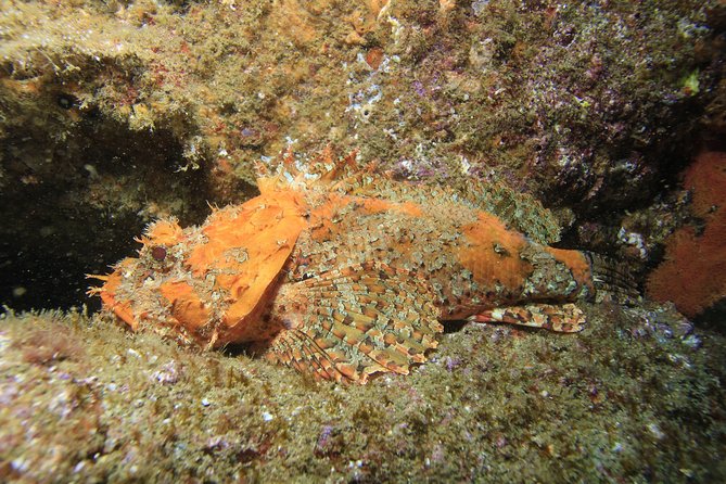 Discover Scuba Diving Around Los Cabos - Common Questions