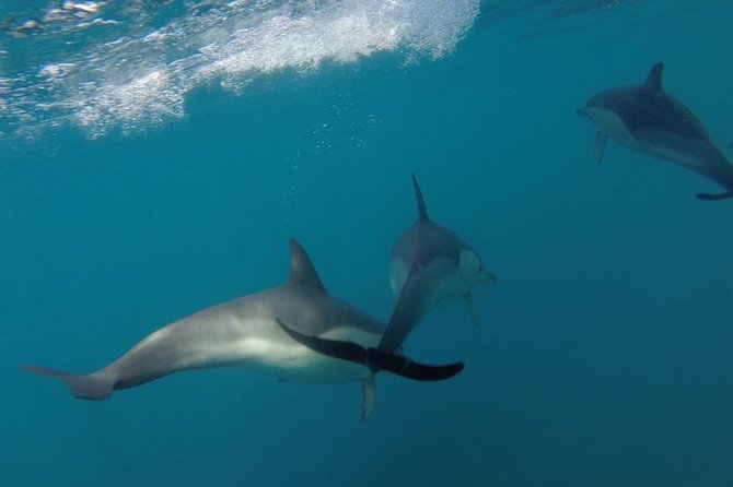 Dolphin Watching at the Arrabida (Lisbon Region) - Arrival and Departure Times
