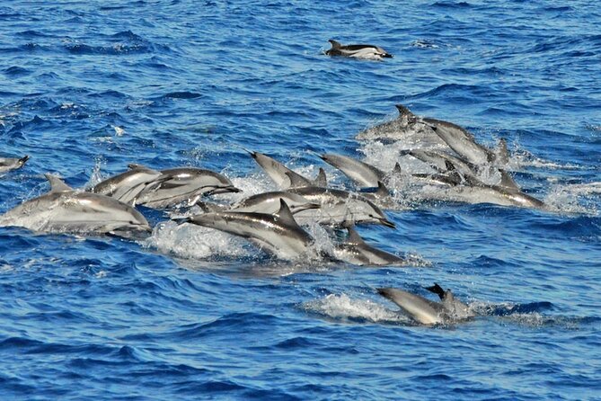 Dolphins Watching and Coastal Catamaran Sailing Cruise - Blog Post Content