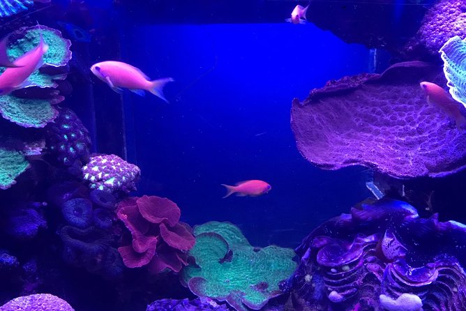 Dubai Aquarium and Underwater Zoo Admission Ticket - Common Questions