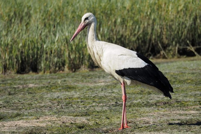 Eco Boat Tour in the Ria Formosa Lagoon From Faro - Directions to the Ria Formosa Lagoon