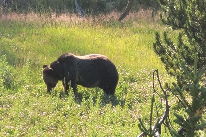 Epic Yellowstone Private Tour - Common Questions