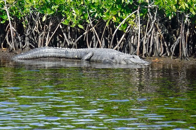 Everglades National Park Kayak/Learn to Sail Tour - Accessibility Information