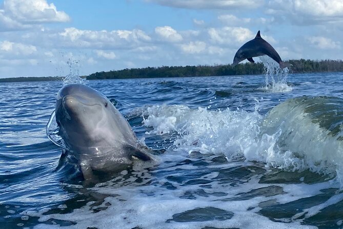 Everglades National Park Small Group Guided Boating and Walking Expedition - The Sum Up and Final Thoughts