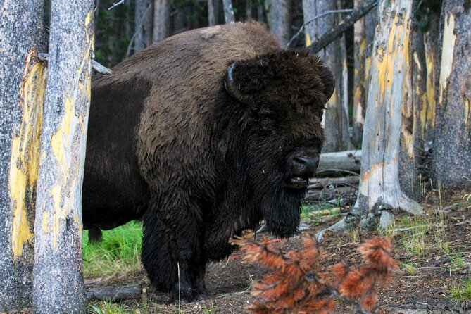Full Day Family Friendly Private Tour at Yellowstone National Park With Lunch - Tour Highlights