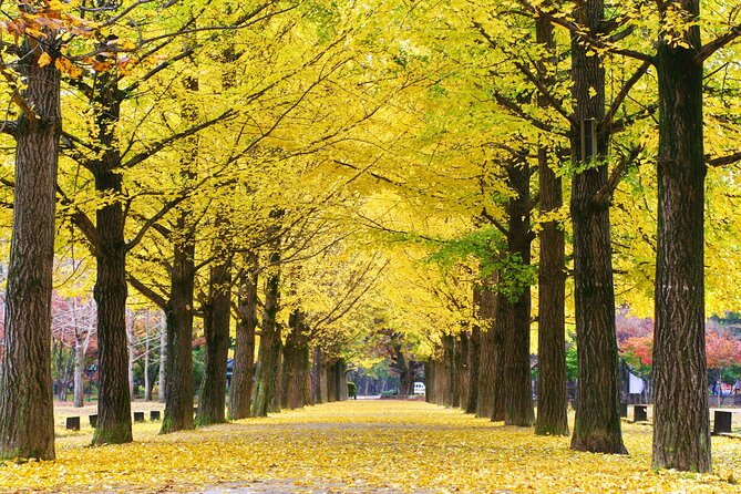 Full Day Private Tour Nami Island & Gangchon Elysian Ski - Gangchon Elysian Ski Resort Visit