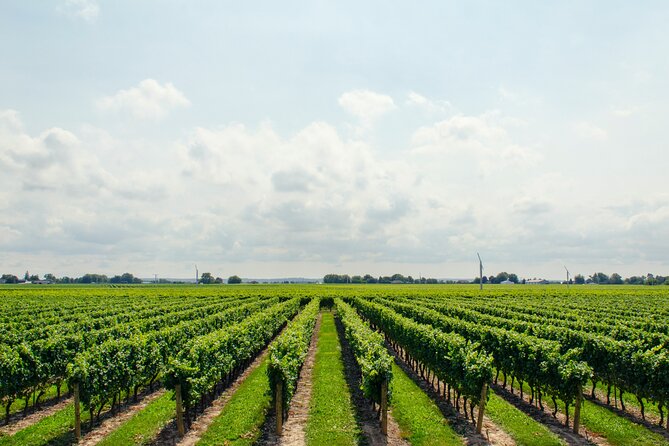 Guided Vineyard Tour With Wine Tasting in Saint-Émilion - Guided Vineyard Tour Highlights