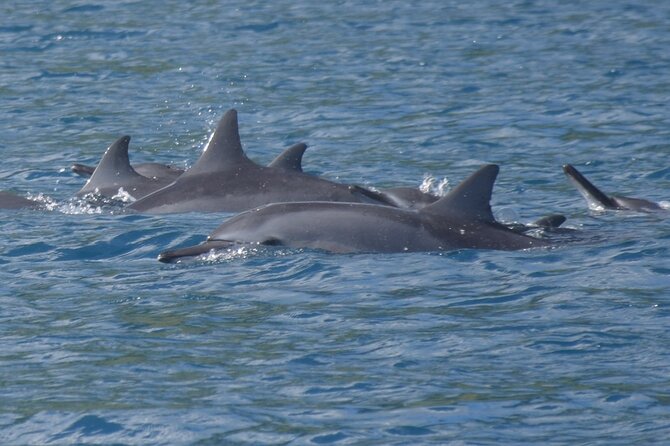 Half-Day Private Excursion: Marine Wildlife Observation and Whale Watching - Traveler Photos and Reviews