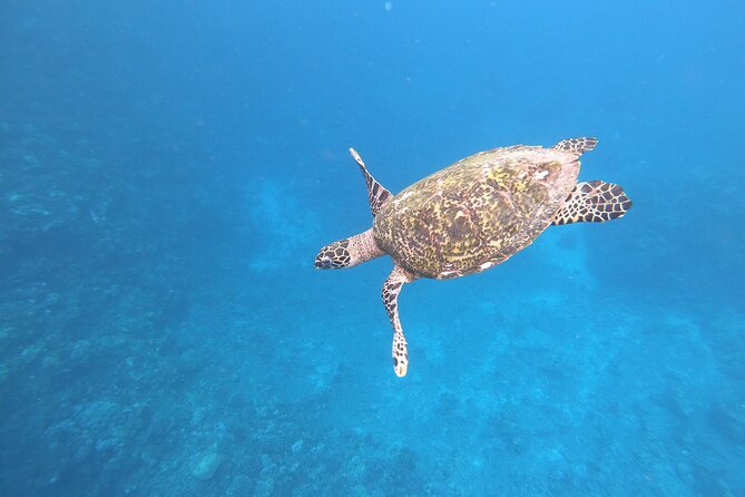 Half-Day Snorkeling Tour From Papeete - Refund Policy and Cut-off Times