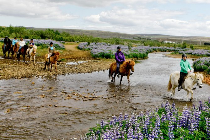 Icelandic Horseback Riding Including Pick up From Reykjavik - Pricing and Value