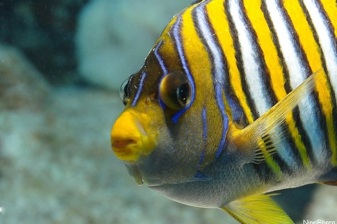 Introductory Dive in Bora Bora (afternoon) - Directions
