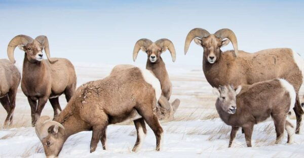 Jackson: Grand Teton, Bighorn Sheep, and Petroglyphs Tour - Reserve Now and Pay Later