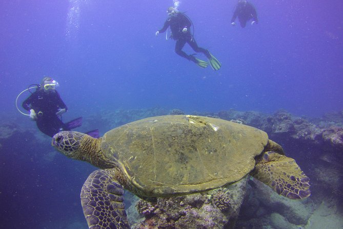 Kauais Ultimate Discover Scuba Dive - OCEAN EXPERIENCE (1 Tank Dive) - Common Questions