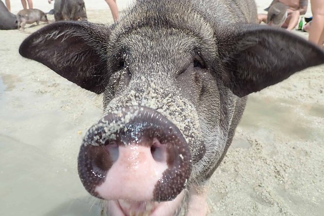 Kayaking and Snorkeling Trip at Koh Tan & Madsum From Koh Samui - Common Questions