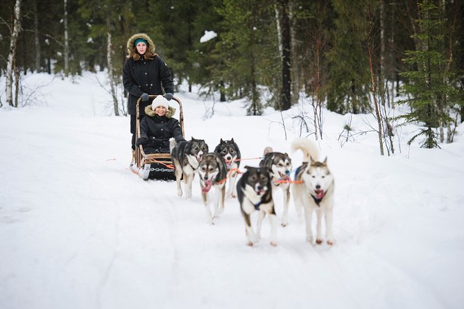 Kiruna, Swedish Lapland: Private Dog Sledding With Lunch - The Sum Up