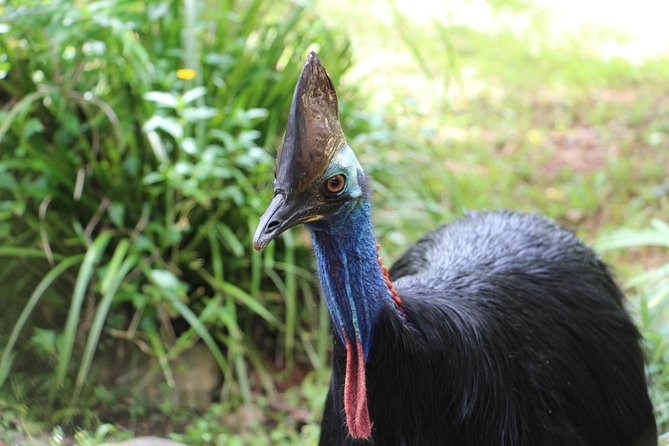 Kuranda Rainforestation Nature Park Ticket (BNP) - Inclusions and Experiences