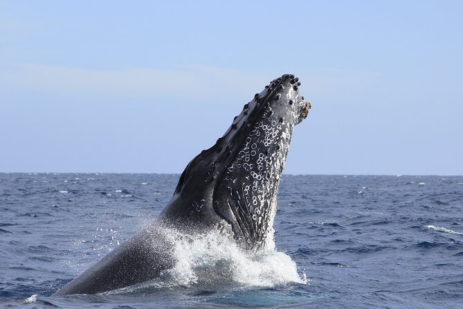 Los Cabos Whale Watching (Transportation and Pictures Included) - Common Questions