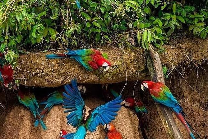 Macaw Claylick (Chuncho Most Visited) Full Day - Pricing and Value for Money