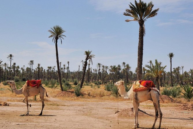 Marrakech Desert Camel Ride - The Sum Up