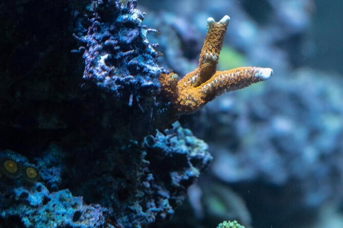 Night-Time Snorkel at Turtletown With Stars, Lights, and Photos - Overall Traveler Experience