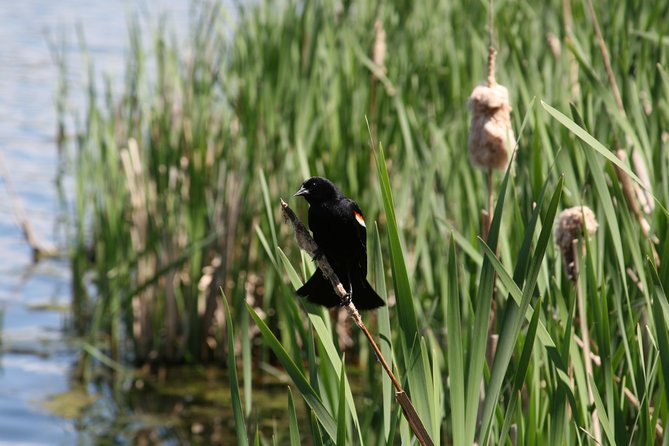 Okanagan Valley Discovery Tour - Vaseux Lake: A Biodiversity Hotspot
