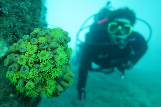 Palm Beach Private 1-Day Scuba Lesson  - West Palm Beach - Traveler Reviews