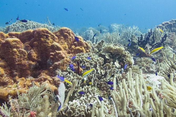 Playa Del Carmen: PADI Discover Scuba Diving With Instructor - The Sum Up