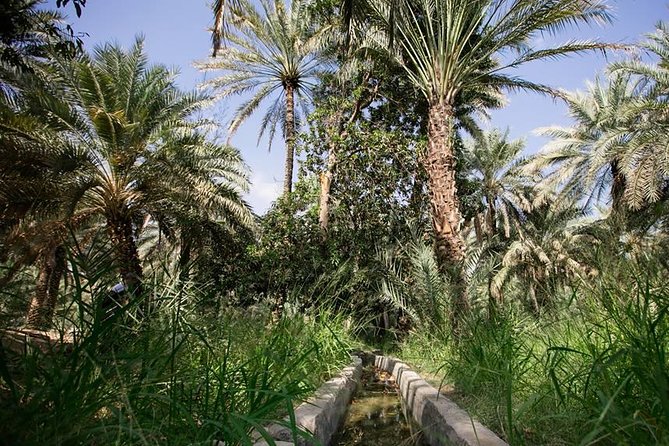 Private Al Ain City Tour From Dubai With Buffet Lunch - Pricing and Terms