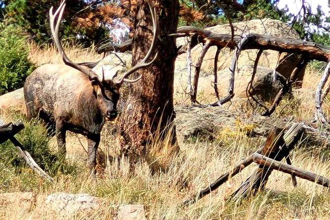 Private Birding Hike in Rocky Mountain National Park - Customer Reviews and Testimonials