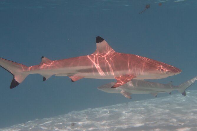 Private Romantic Half-Day Boat Trip in Moorea - Weather Conditions and Trip Rescheduling